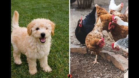 Funny Chicken Play Football Then Play with Cute Dog Puppy