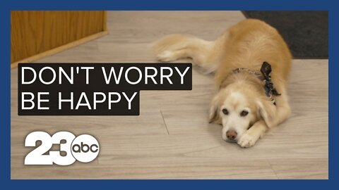 What exactly is fear-free vet care?