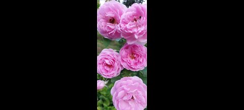 What Pink rose mean?