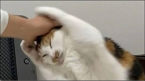 Funniest cat😂😺 being nauty 🤣🙀 | Funny Animal videos 2023🔥 |