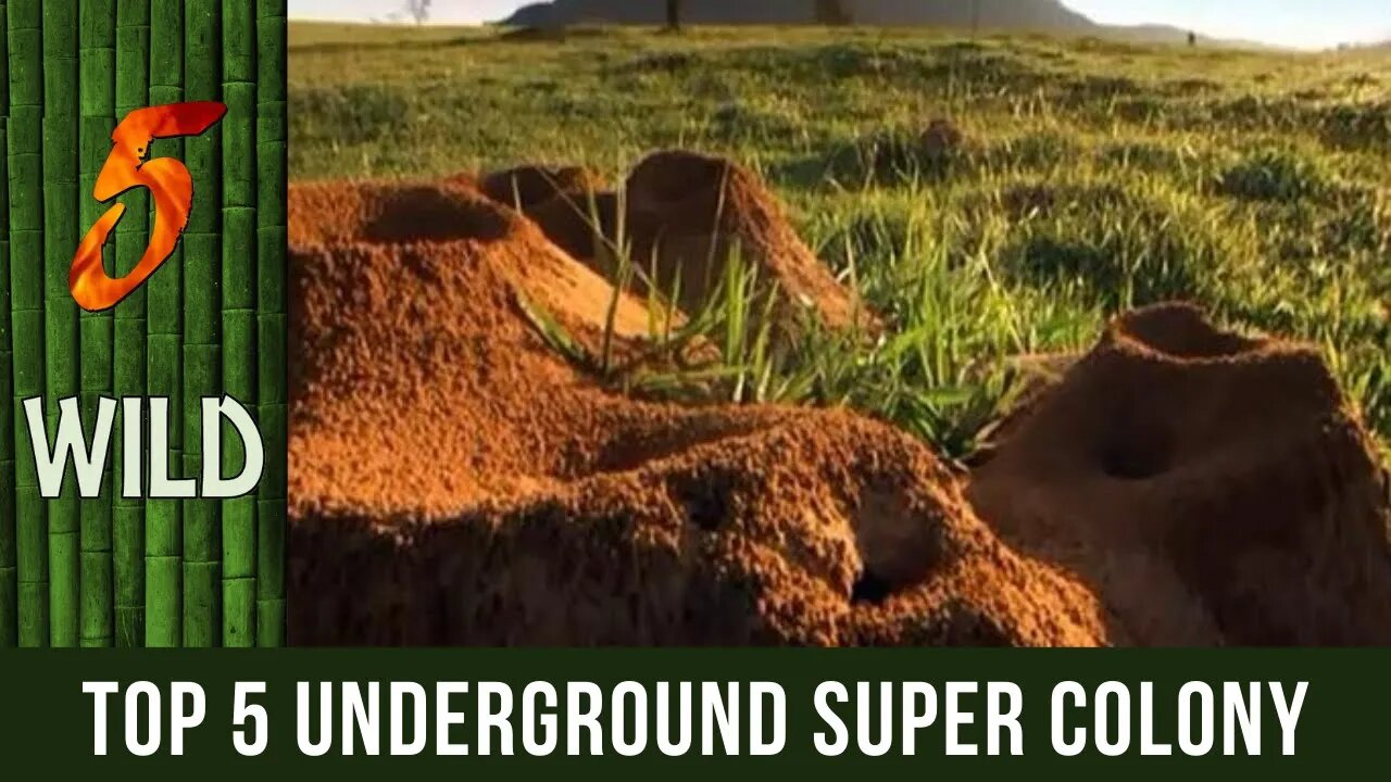 Top 5 Outrageous Underground Ant Supercolony | 5 WILD