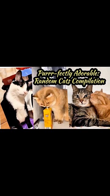 Purrr-fectly Adorable: Random Cats Compilation