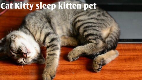 Cat Kitty sleep kitten pet
