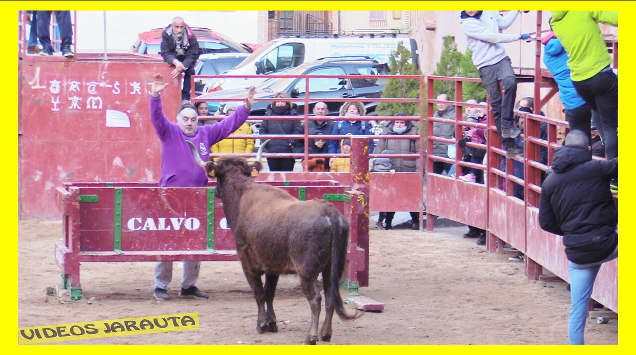 ILLUECA ( ZARAGOZA ) TARDE VACAS EN LA PLAZA ( SABADO 21 ENERO 2023 ) RAUL IZQUIERDO