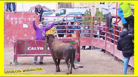 ILLUECA ( ZARAGOZA ) TARDE VACAS EN LA PLAZA ( SABADO 21 ENERO 2023 ) RAUL IZQUIERDO