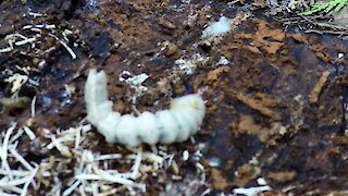 Loud Crunching Sound Made By Monstrous Grub Hiding In Log