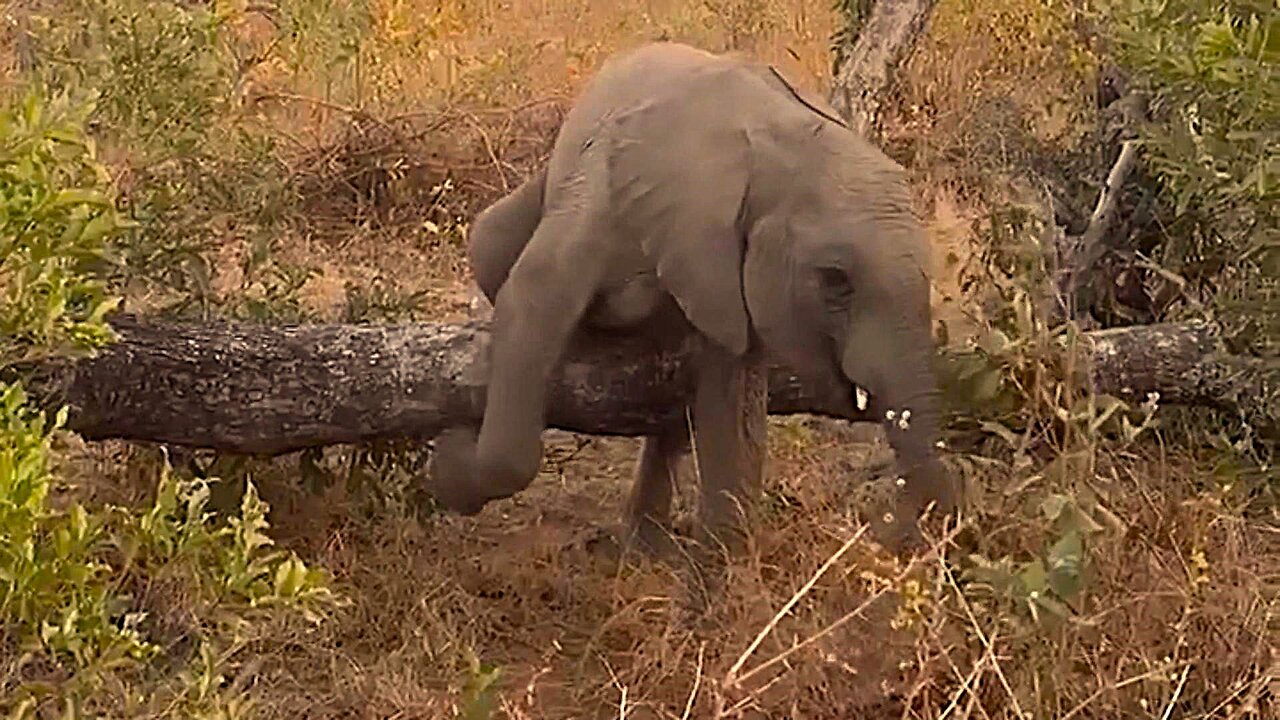 Baby elephant gets into awkward position on tree trunk