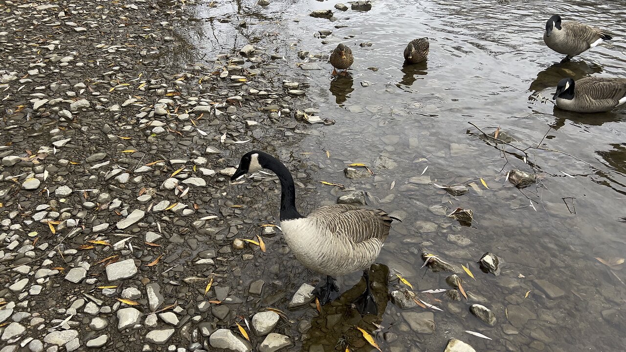 Canada Geese decided to join the party