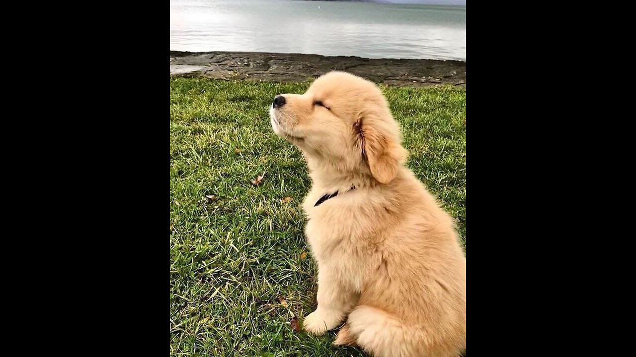 Cute duck