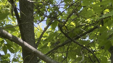 Golden Finch and babies?