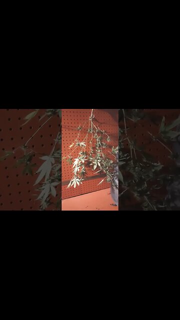 cut the xmas tree 🤷🏿‍♂️