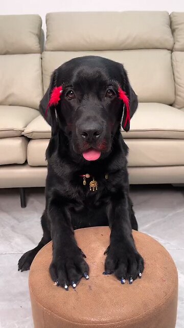 how to enjoy the nail art | dogs nail art designs | new nail art