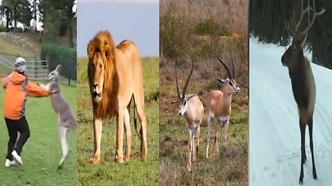 When Animal Go On A Rampage!!