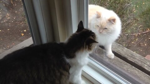 Cat Attack Through Glass