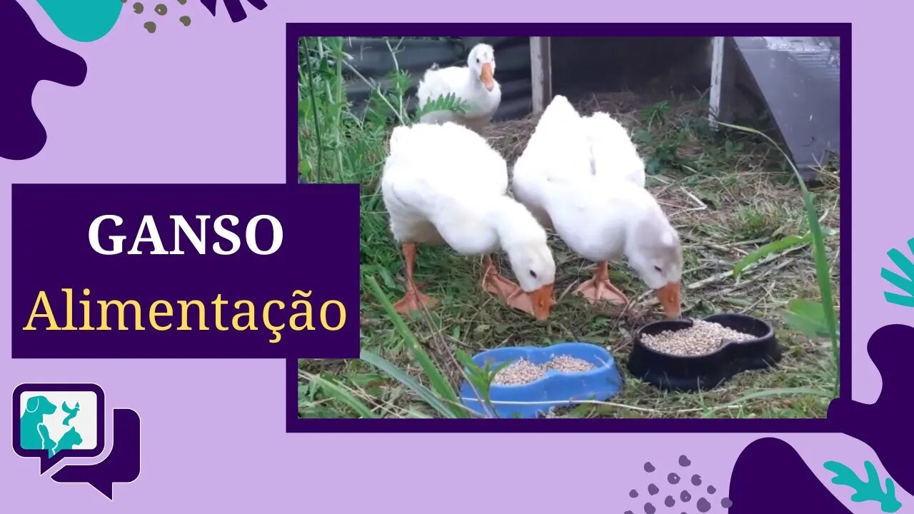 O QUE O GANSO COME - Alimentação do Ganso