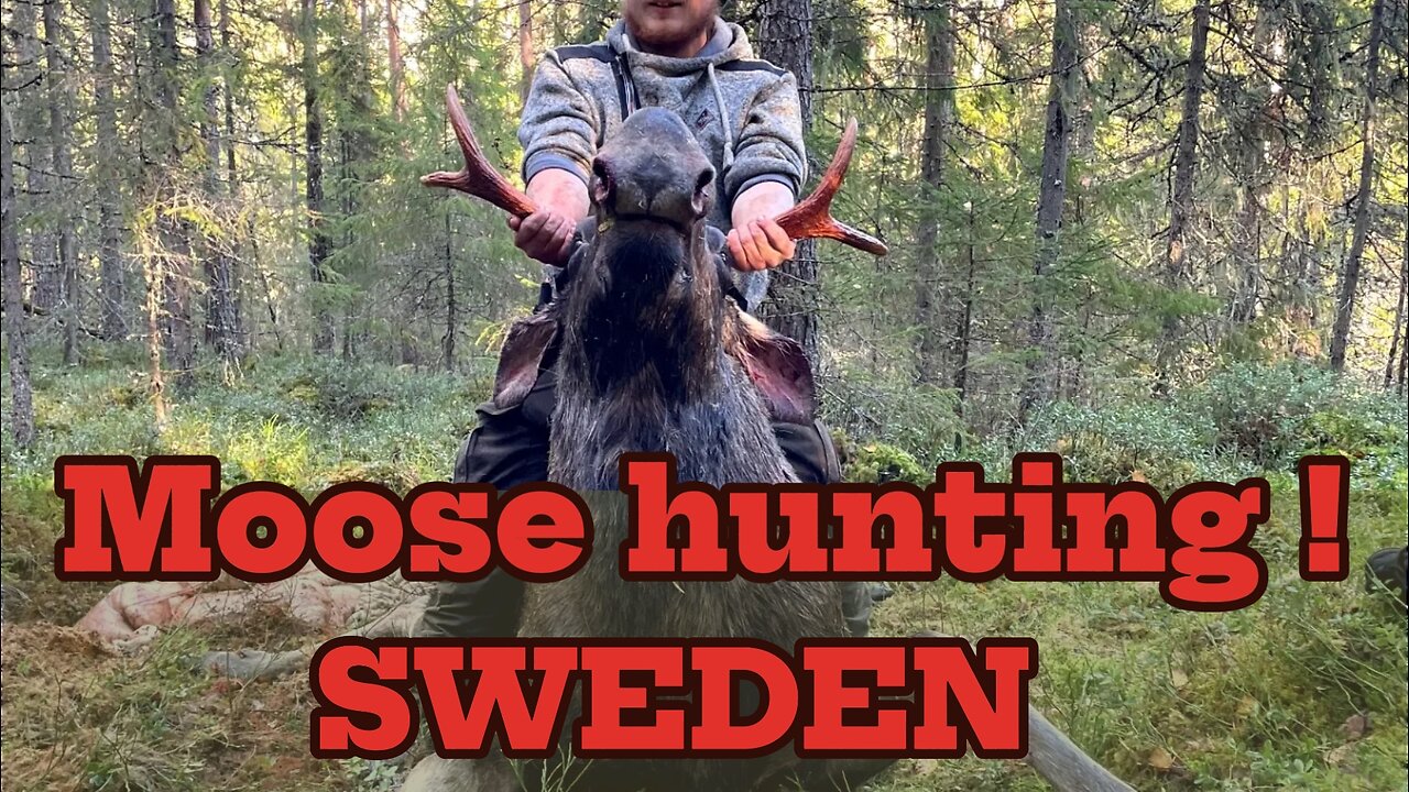 Moose HUNTING Sweden