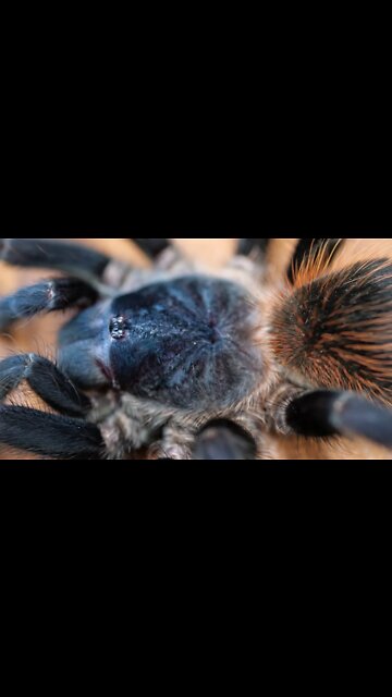 Brazilian Blue Tarantula (Pterinopelma sazimai) #shorts