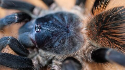Brazilian Blue Tarantula (Pterinopelma sazimai) #shorts