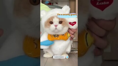 funny cat videos | cute cat videos| cute animals funny cats #shorts #shortsfunny #cutecat #funnycat