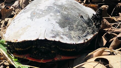 Yes We Saved a Turtle #boycott911 #thegreedinus