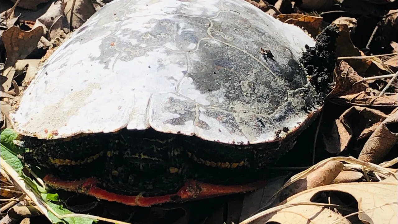 Yes We Saved a Turtle #boycott911 #thegreedinus