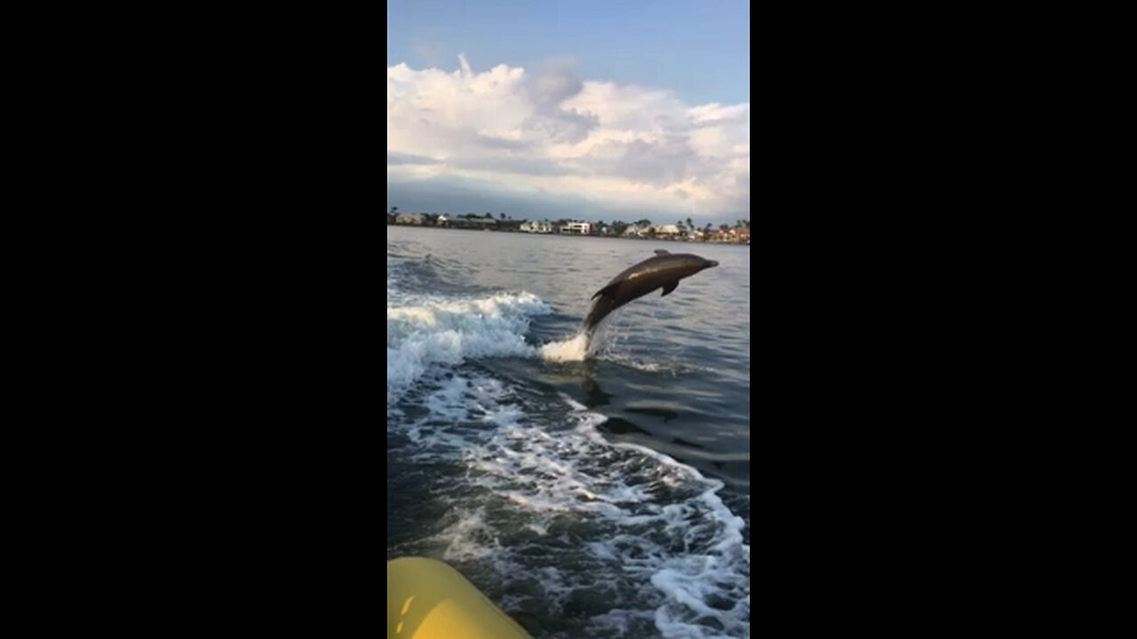Fintabulous Dolphin