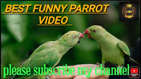 Best Funny parrot video