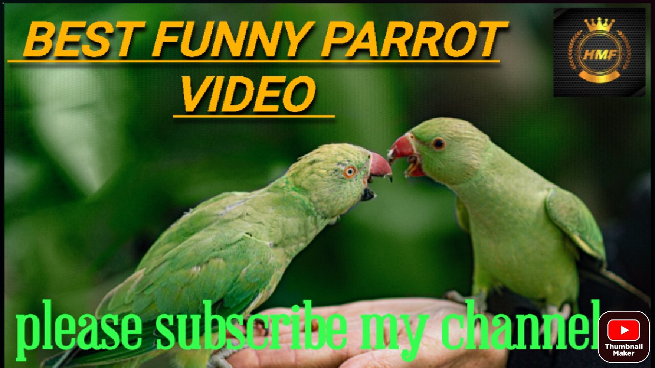 Best Funny parrot video