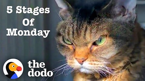 The Five Stages Of A Monday - The Dodo