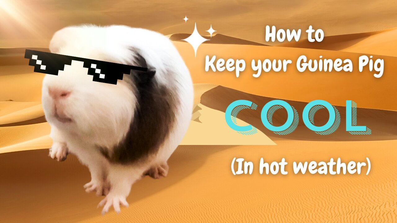 How to Keep your Guinea Pigs Cool ( In hot weather)