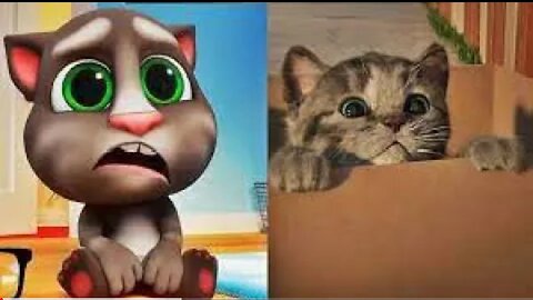 EIGATOEn La VIDA REAL , Little Kitten My Favorite Cat , Lindo Gatito