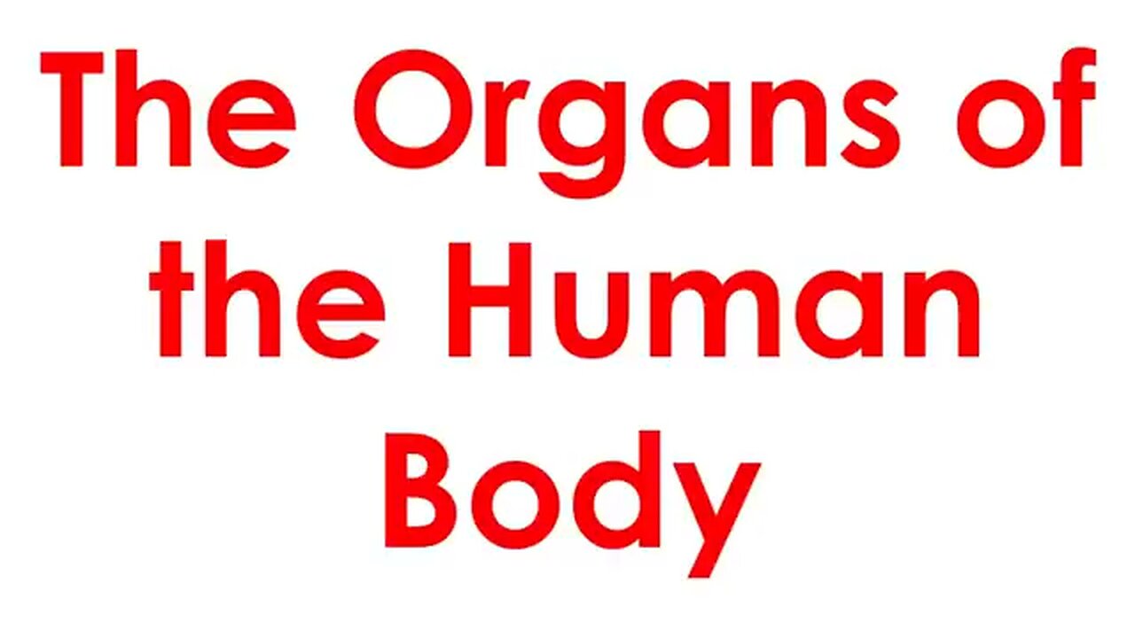 Organs of the human body flash cards preschool and toddlers