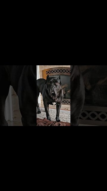 Bruce Wayne Wishes You a Happy Friday #shorts #dog