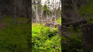 Beautiful green colors in the forest