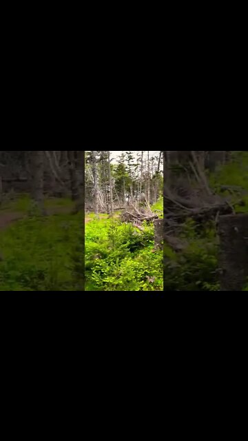 Beautiful green colors in the forest