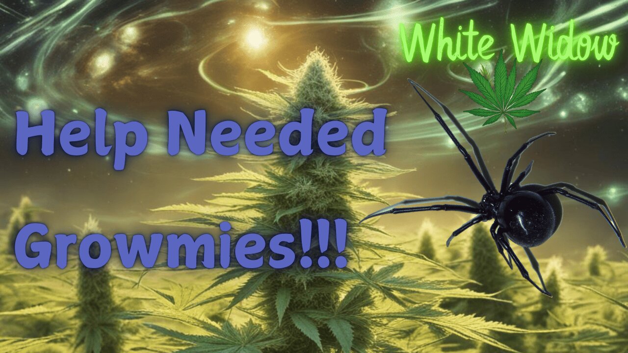 White Widow Advice Needed