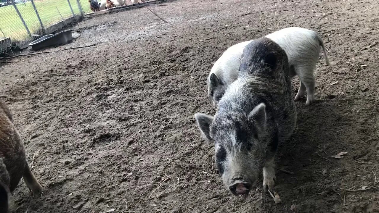 Piggie TV