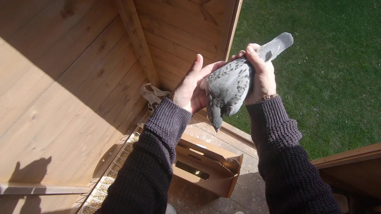 10 Jan Aardens arrived this morning from Louella pigeon world.