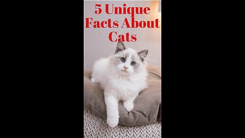 5 Unique Facts About Cats