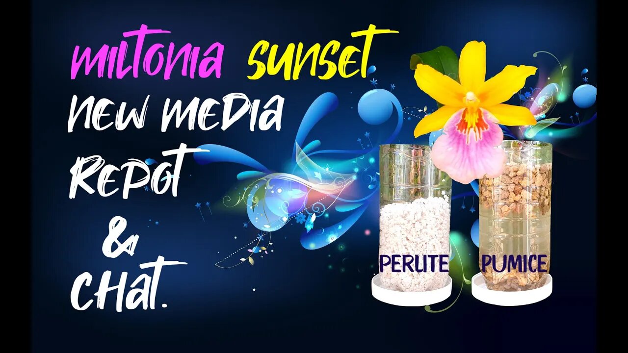 Miltonia Sunset repot | New media self watering set up | Chat & Chill #MiltoniaSunset