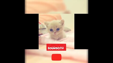 Funny kitten, cute kitten video compilation 💖