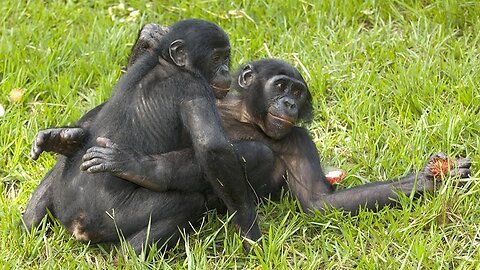 Surprising Truth About Chimpanzee Mating Behavior