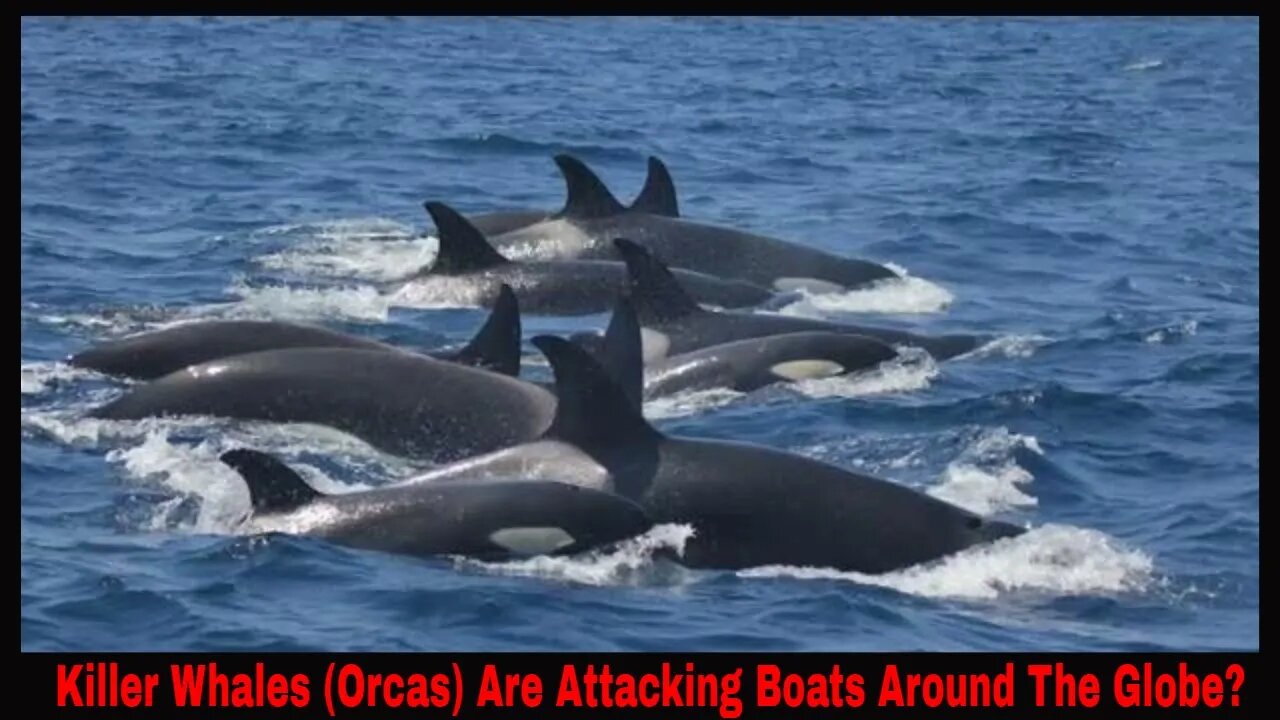 Killer Whales Are Attacking Boats Around The Globe And It Is Becoming More Common?