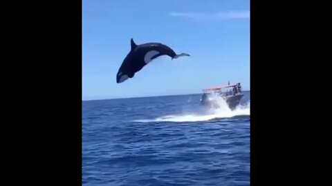 Orca collides with dolphin -AMAZING - Daily Dose of nature