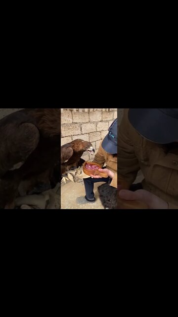 funny|prank|jokes|funny jokes|dad jokes|funny memes|funny video|fun|laughing|funny animal|knock