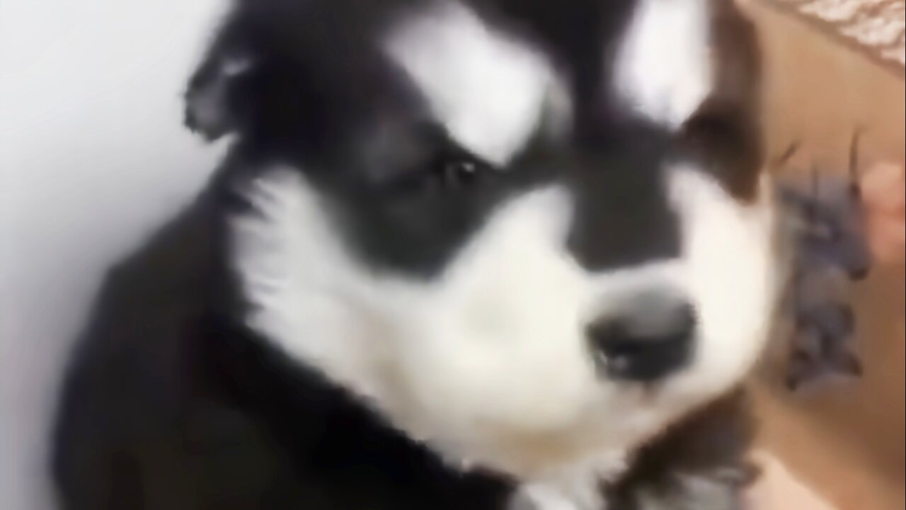 LOOK!!! How the baby Husky Howls cutely!!π₯Ίπ