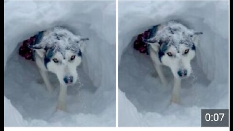 Dogs completely take over kid's snow fort