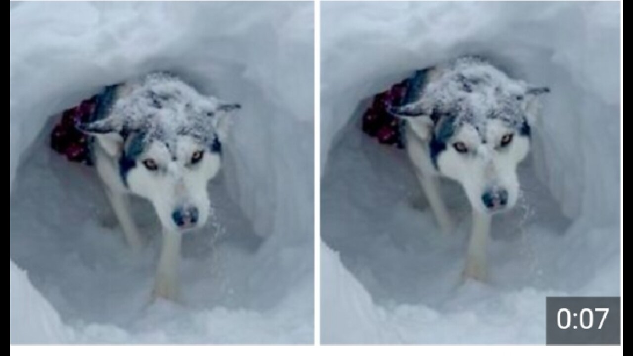 Dogs completely take over kid's snow fort