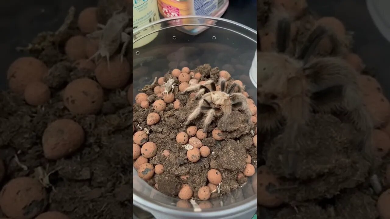 What NOT To Do When Feeding A Tarantula! 😱🕷