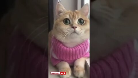 funny cat videos cute cat videos cute animals funny cats #shorts #shortsfunny #cutecat #funnycat